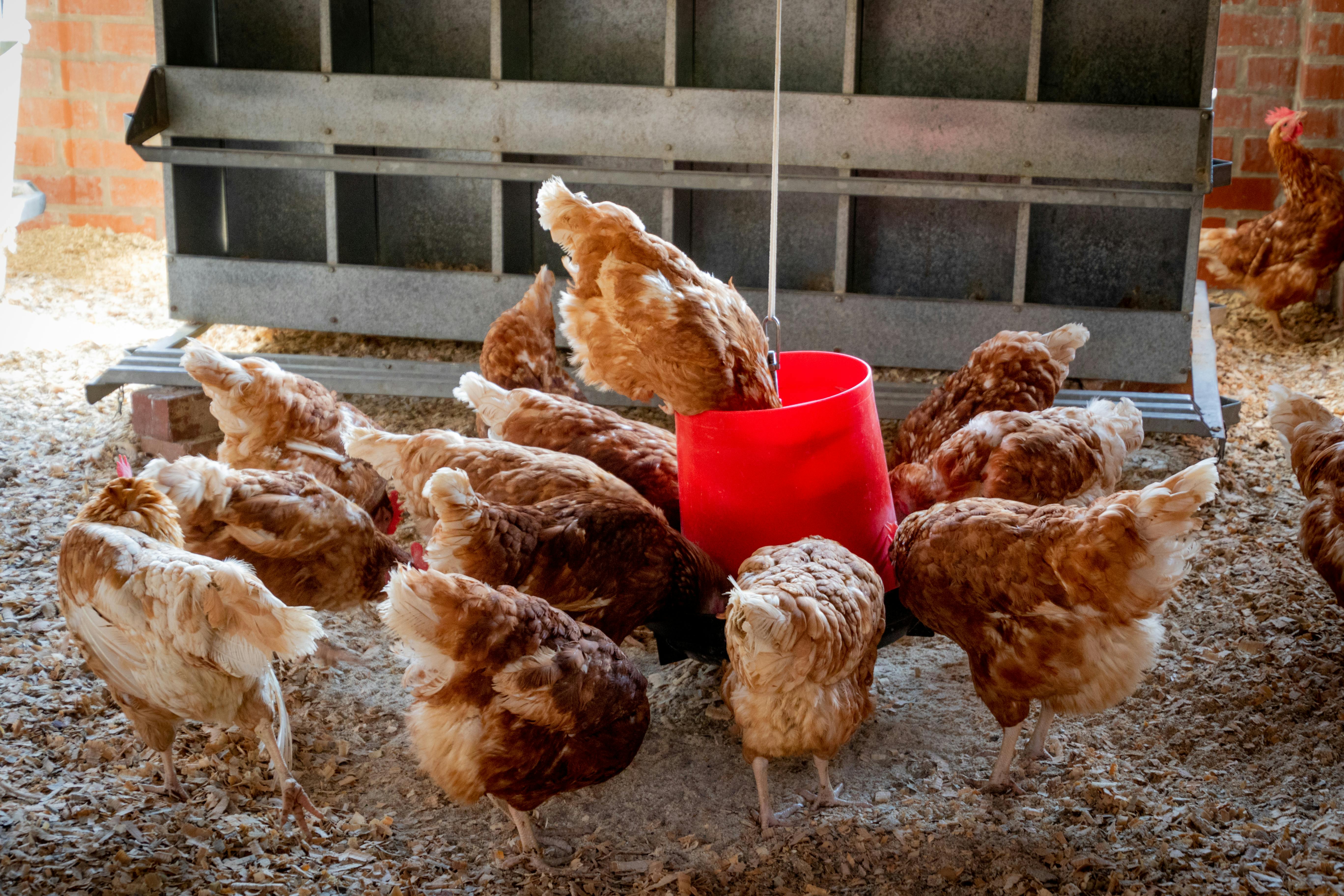 chicken farming