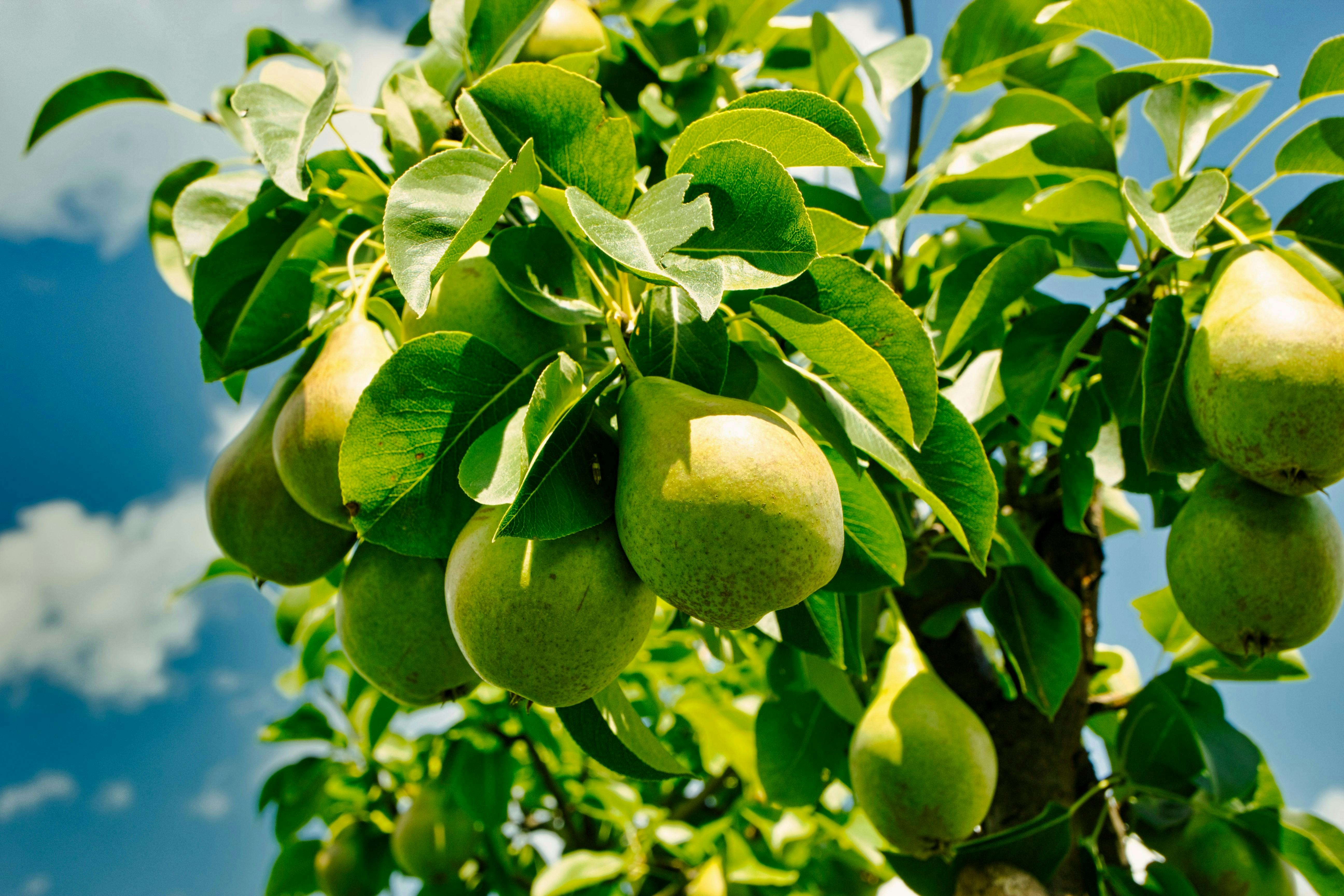fruits